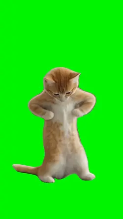Dancing Kitten Meme