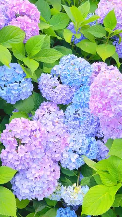 紫陽花🏵️✨