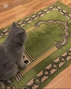 Allah