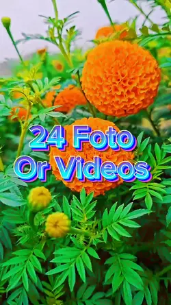 24 video Slides