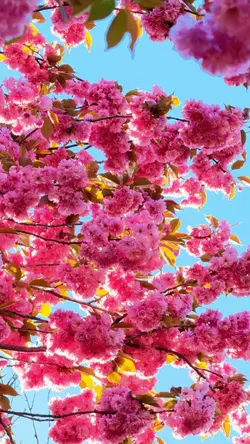 Blossoms Flower
