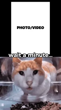 suprised cat 3:4