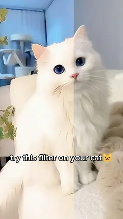 Cat AI Filter