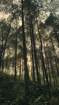 vibes pagi di hutan