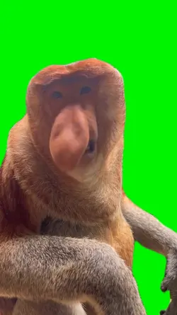 Proboscis monkey