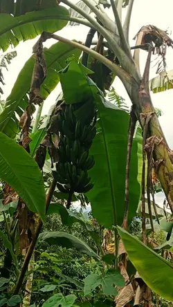 petani pisang