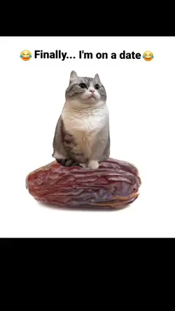 Funny meme video