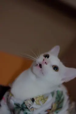 เพลง