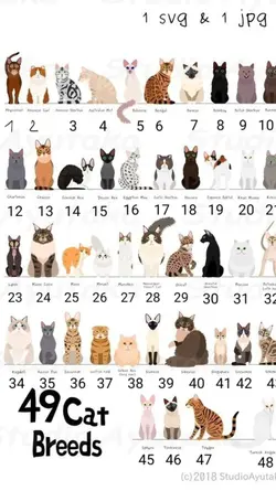 races chats