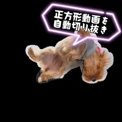30秒以上の動画を自動で切り抜き30秒に