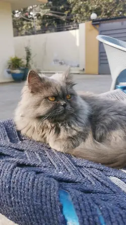 Cute Persian Cat 
