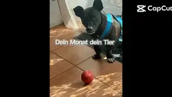 Dein Monat dein Tier
