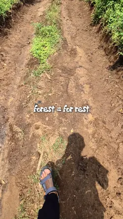 Forest For Rest