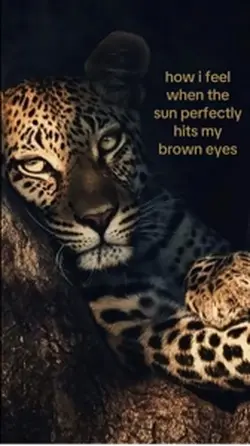 eye brows trend