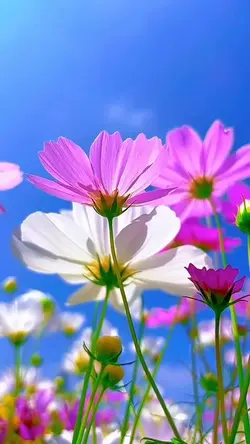 Spring color