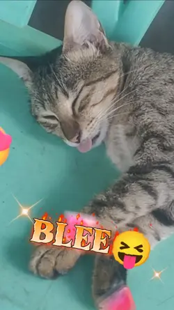 MEOWTH 