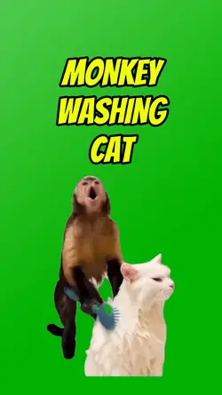 MONKEY SINGING WHILE
