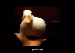 Duck meme