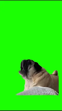 Screaming dog