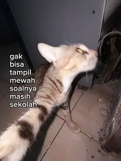 foto live kata'