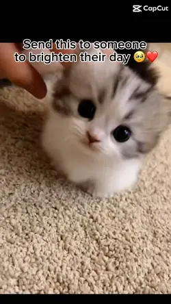 What a cute kitty 😍❤️‍🔥