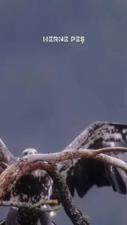 Hêrnê Pêş nêçnê Paş