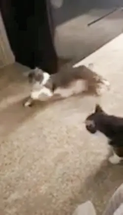 Cat chases toy