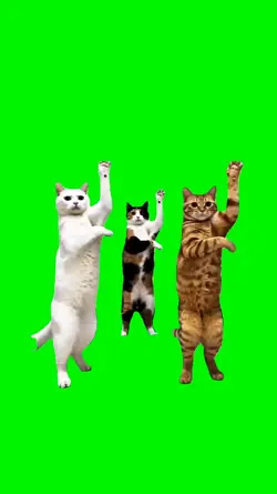 trio cats
