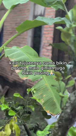 Laki” kok ga minum