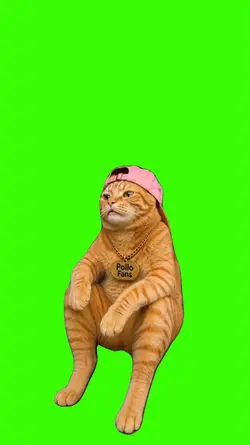 Cat/Gato