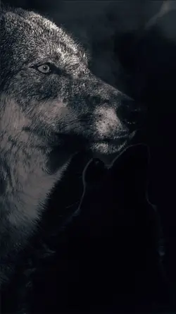 RK.loup
