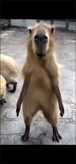 Capybara