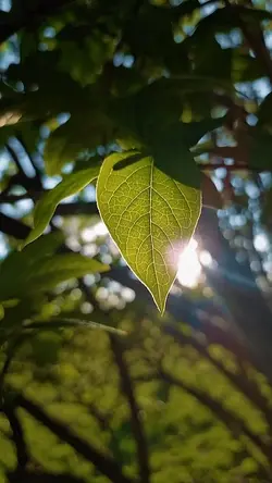 CINEMATIC HD