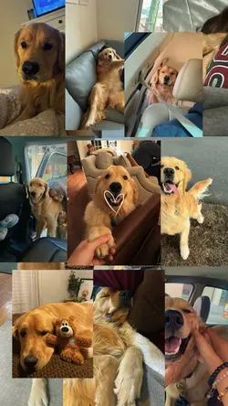 Pet moments 