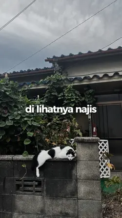 alay