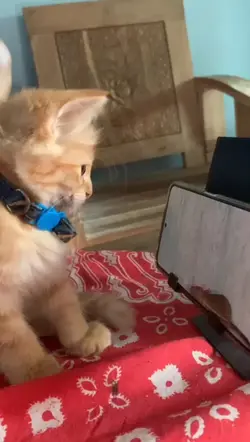 Kucing Nonton YT