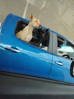 doggys