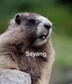manggil hewan lucu