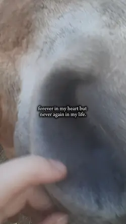 forever in my heart