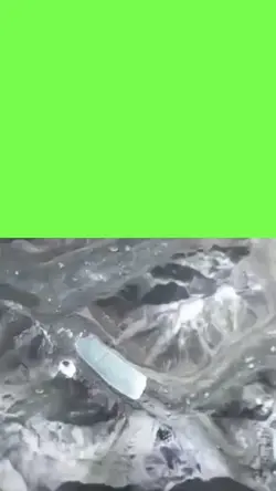 brain meme