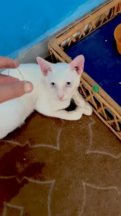 Cat videos 