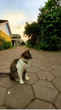 cinematic kucing