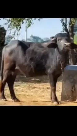 SAPI JOGET