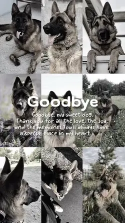 Dog rip
