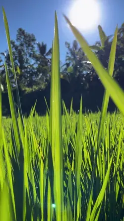 Slowmo Trend