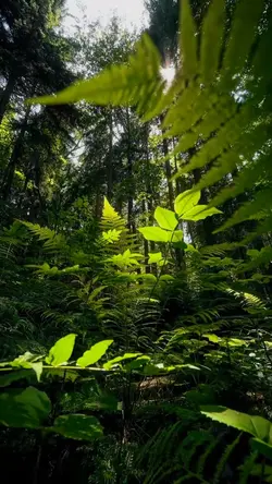 nature vibes