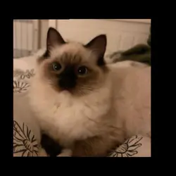 kitty cat - RagDoll 