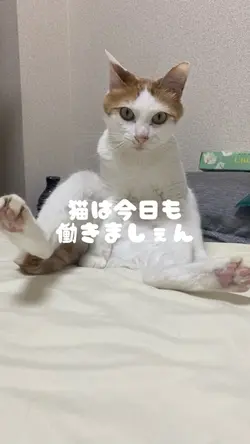 猫は今日も働きません