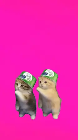 Cat/Gato.