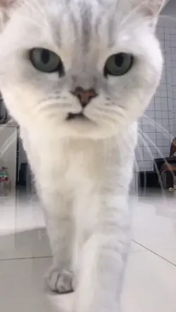 猫が迫る動画